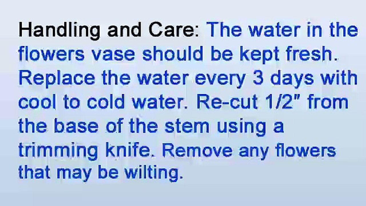 NYC Florist - How to Care for Zygos Orchids