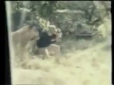 Lion Attacked Cameraman to Death | Wildlife Documentary