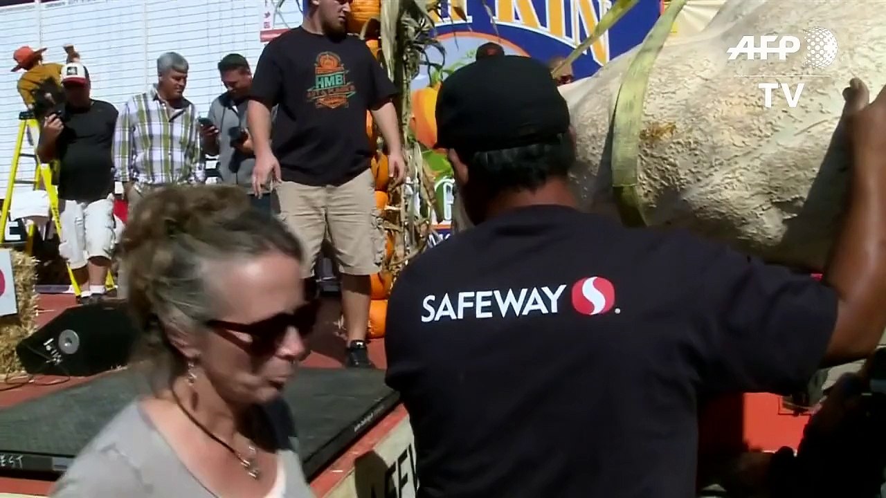 Riesen-Kürbis wiegt knapp 900 Kilo