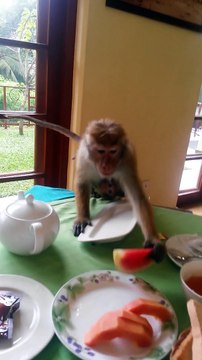 Monkey mom snatches epic meal for baby