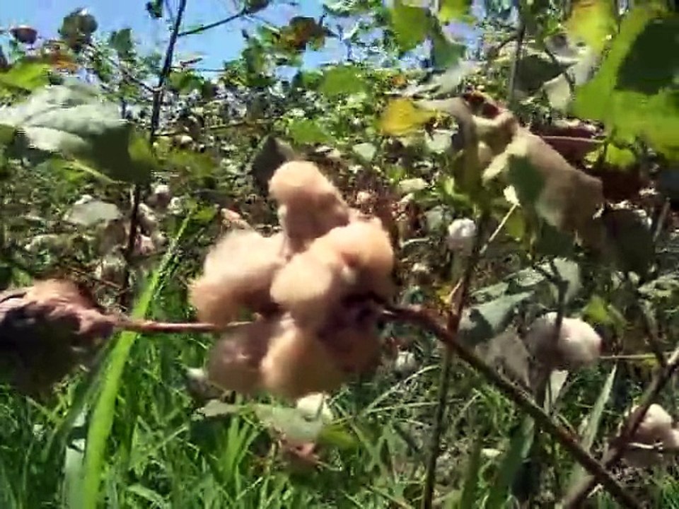 6 de Octubre de 2015 FINAGRO SEGURO AGROPECUARIO Villavicencio