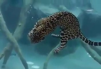 Swimming Tiger - Do you know tiger can swim see how it does