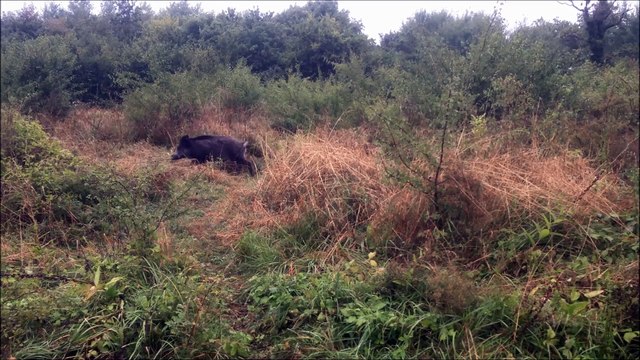 Petit Bleu de Gascogne | Sanglier chassé