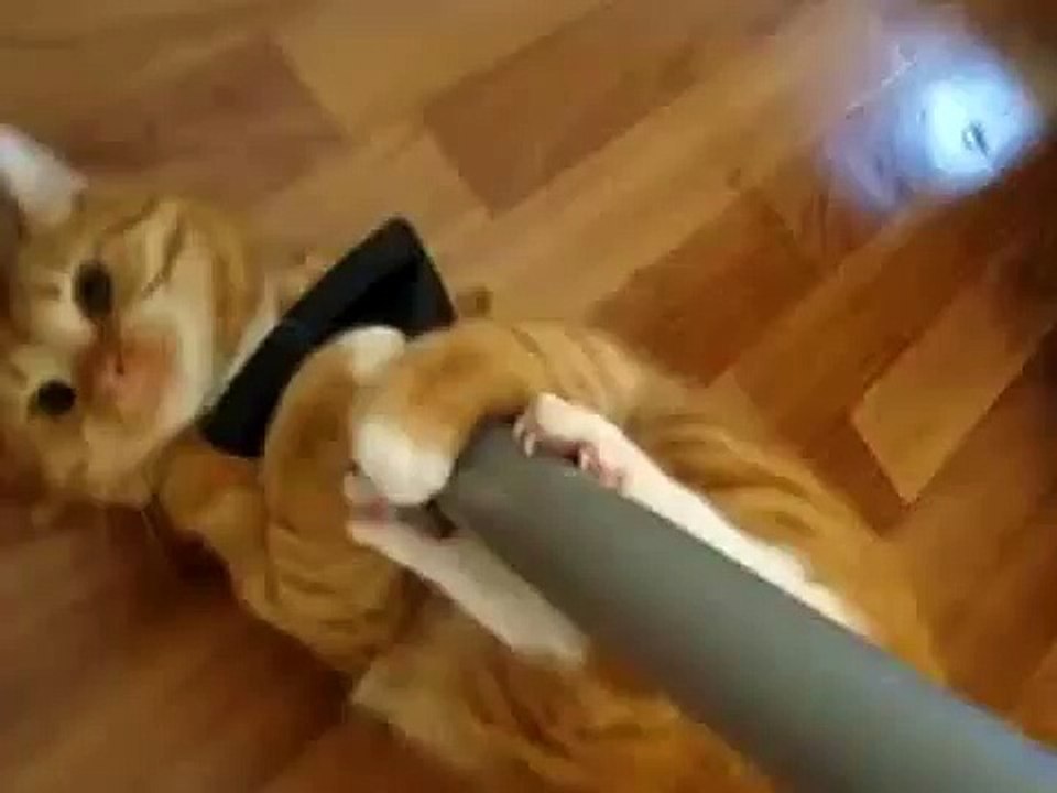 Кот играет с пылесосом