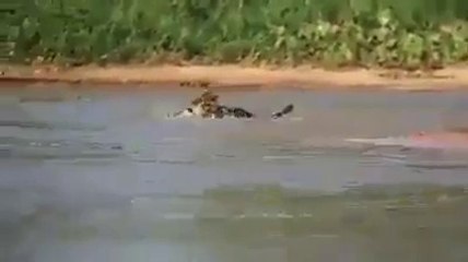 watch how tiger hunts the crocodile by swimming