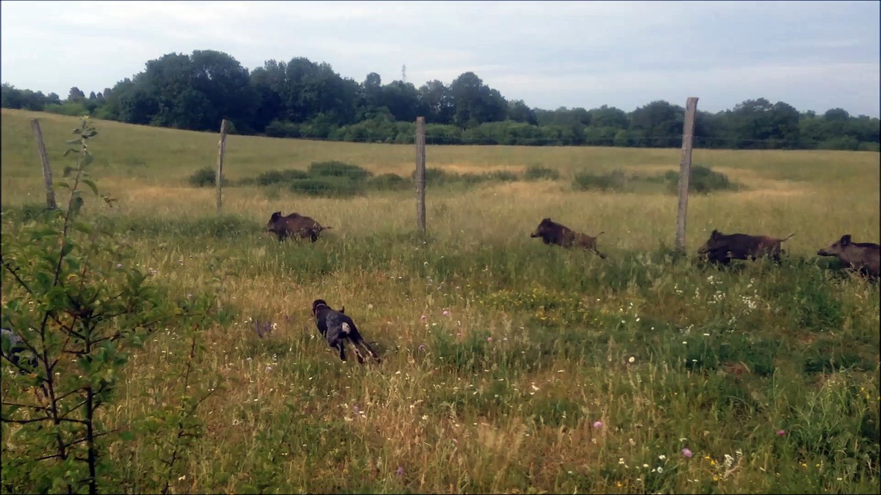 Petit Bleu de Gascogne | Quatre sangliers chassés