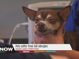 Pets can suffer from fall allergies, just like their owners
