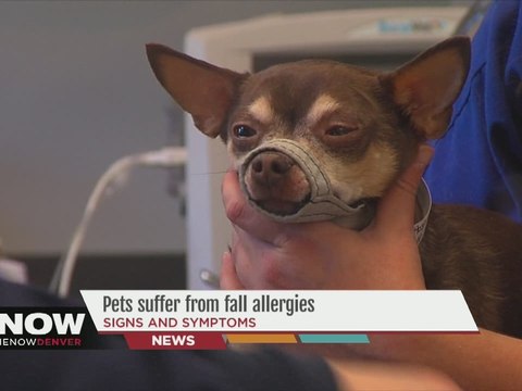 Pets can suffer from fall allergies, just like their owners