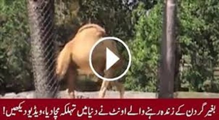 Headless Camel walks around and entralls People