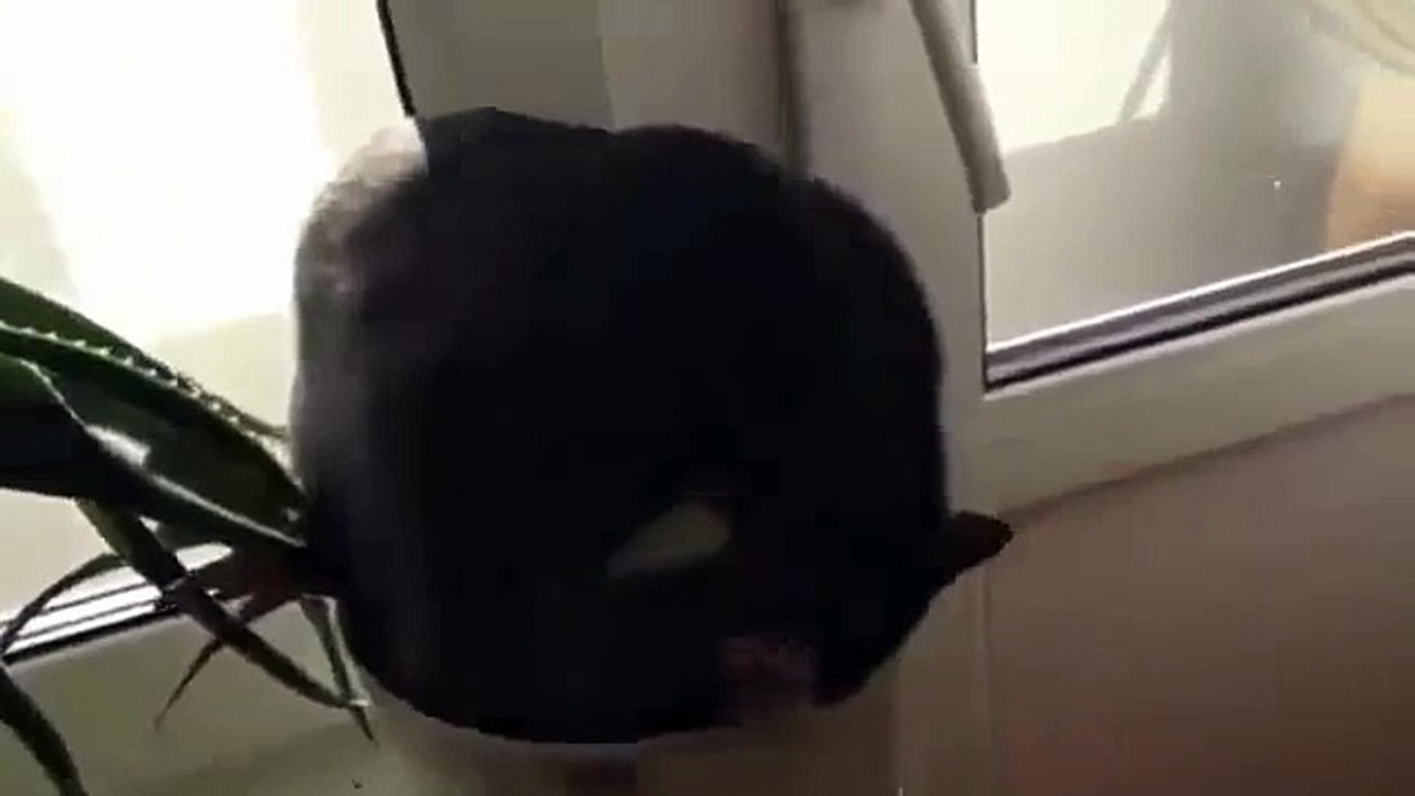 kedi komik kediler komedi videolar izle