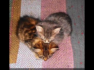 Funny Animals Doing Stupid Things 13