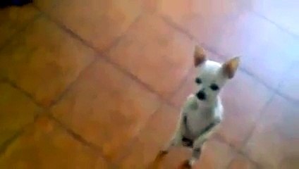Funny Dog Dancing - animal funny video