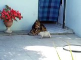 Puky, Video divertido cachorro, funny puppy, Pug  Carlino