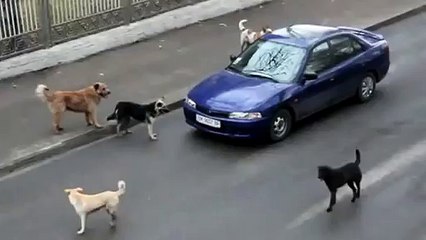 Afrikada Yoldan Geçen Arabaya Saldıran Aslanlar İzleyenlere Korku Dolu Anlar Yaşttı - Funny video