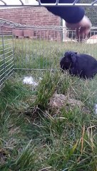 Angry bunny bites the cage door - Funny video