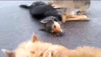 Arabalarin Çarpıp Öldürdüğü Yavrusunun Başından Ayrılmadı - Funny video