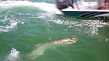 Awesome Big Game Shark and Goliath Wreck Fishing! Chew On This keep the big fish - sea - lake