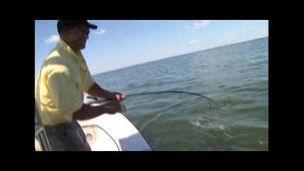 Awesome Shark Videos keep the big fish - sea - lake