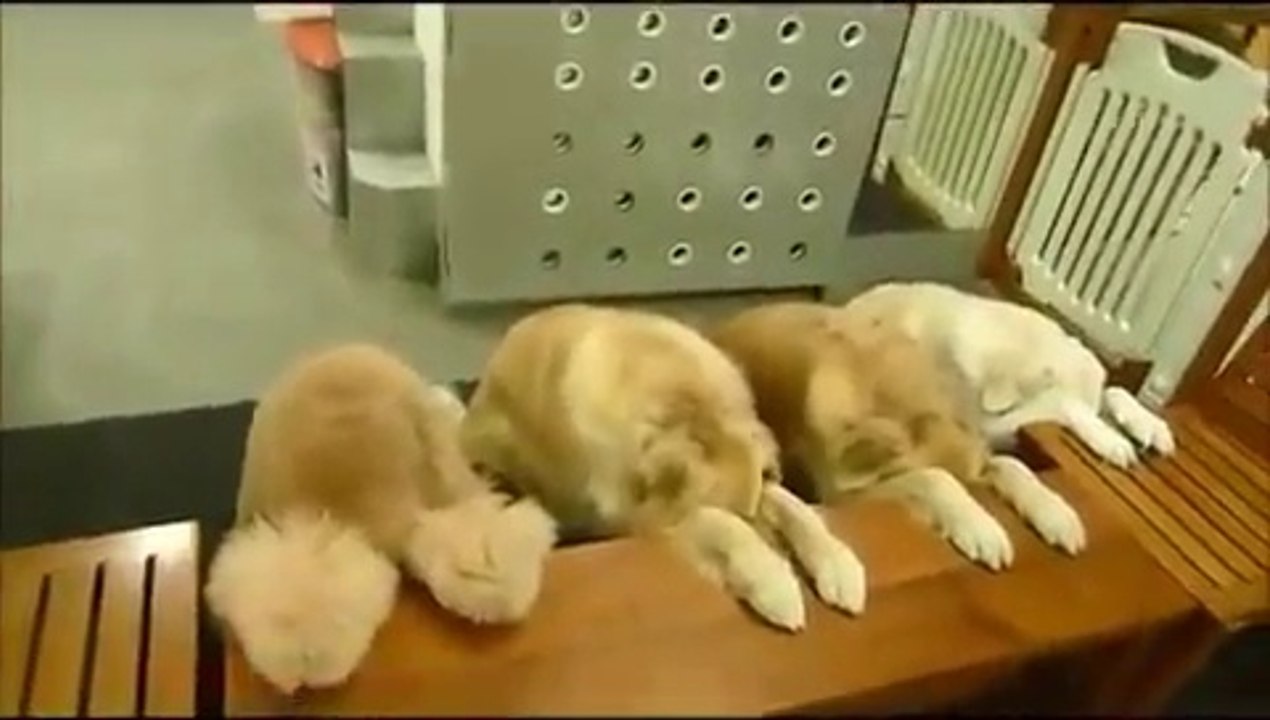 Perros rezando antes de comer - Vídeo