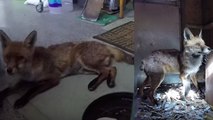 Rescued Fox: Tail Amputated and Released Back Into Wild
