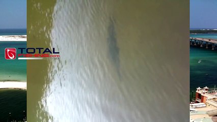 Caloosahatchee River Sawfish 101209 keep the big fish - sea - lake