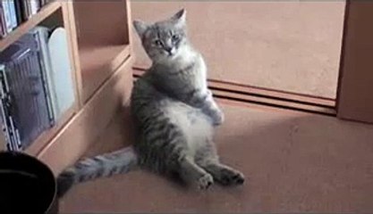 Cefakar Afacan Ve bir Okadara sevimli Köpek - Funny video