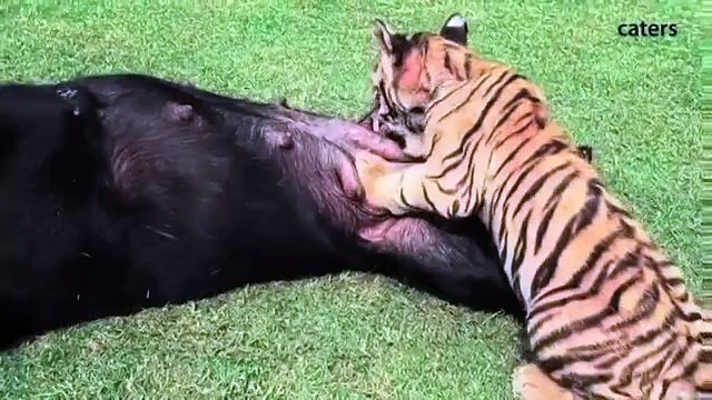 Чужих детей не бывает!