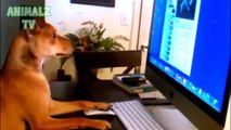 Funny Dogs and Cats Acting Like Humans - Funny Pets