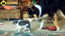 FUNNY VIDEOS: Funny Cats Funny Dogs Dogs Love Kittens Funny Animals Funny Cat Videos