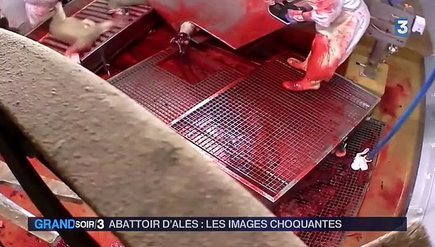 L'abattoir d'Alès ferme provisoirement après la diffusion d'une vidéo choc