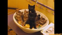 FUNNY VIDEOS: Funny Cats Funny Cat Videos Funny Animals Cats Playing in Sinks Compilation