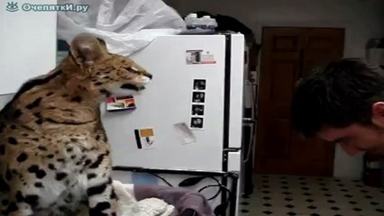 Не шути с кошкой!