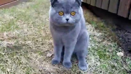 Разговорчивый кот по кличке Космос!