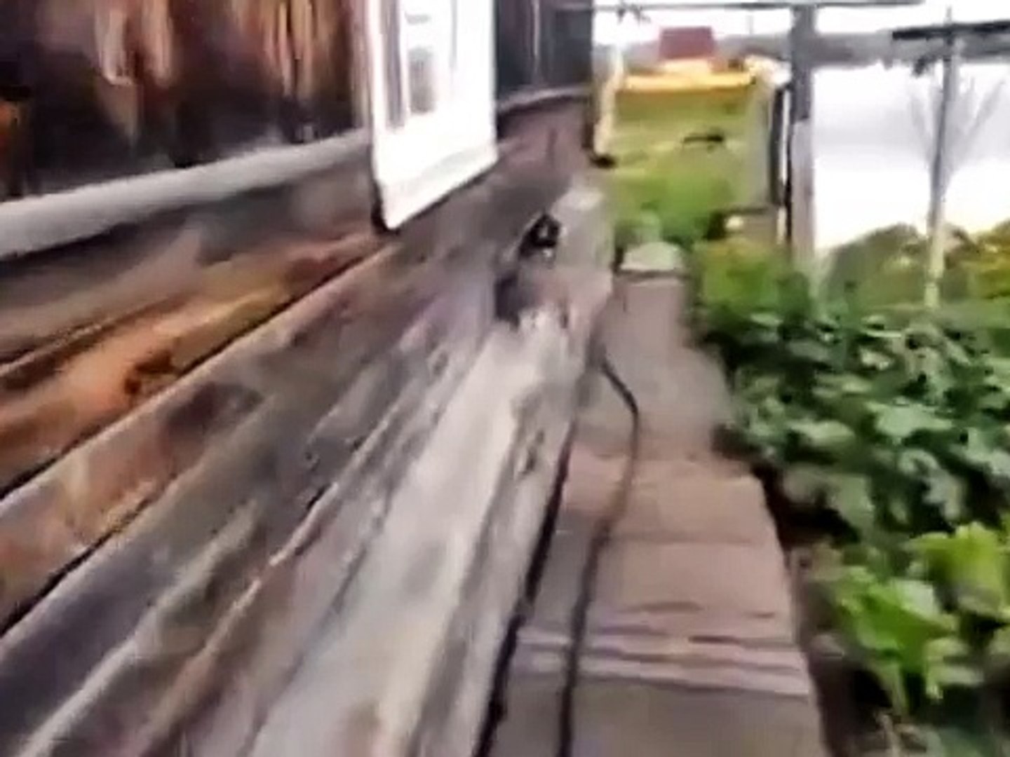 ⁣Собака спасает кота от смерти!