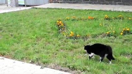 Схватка кота и собаки... трагическая развязка....
