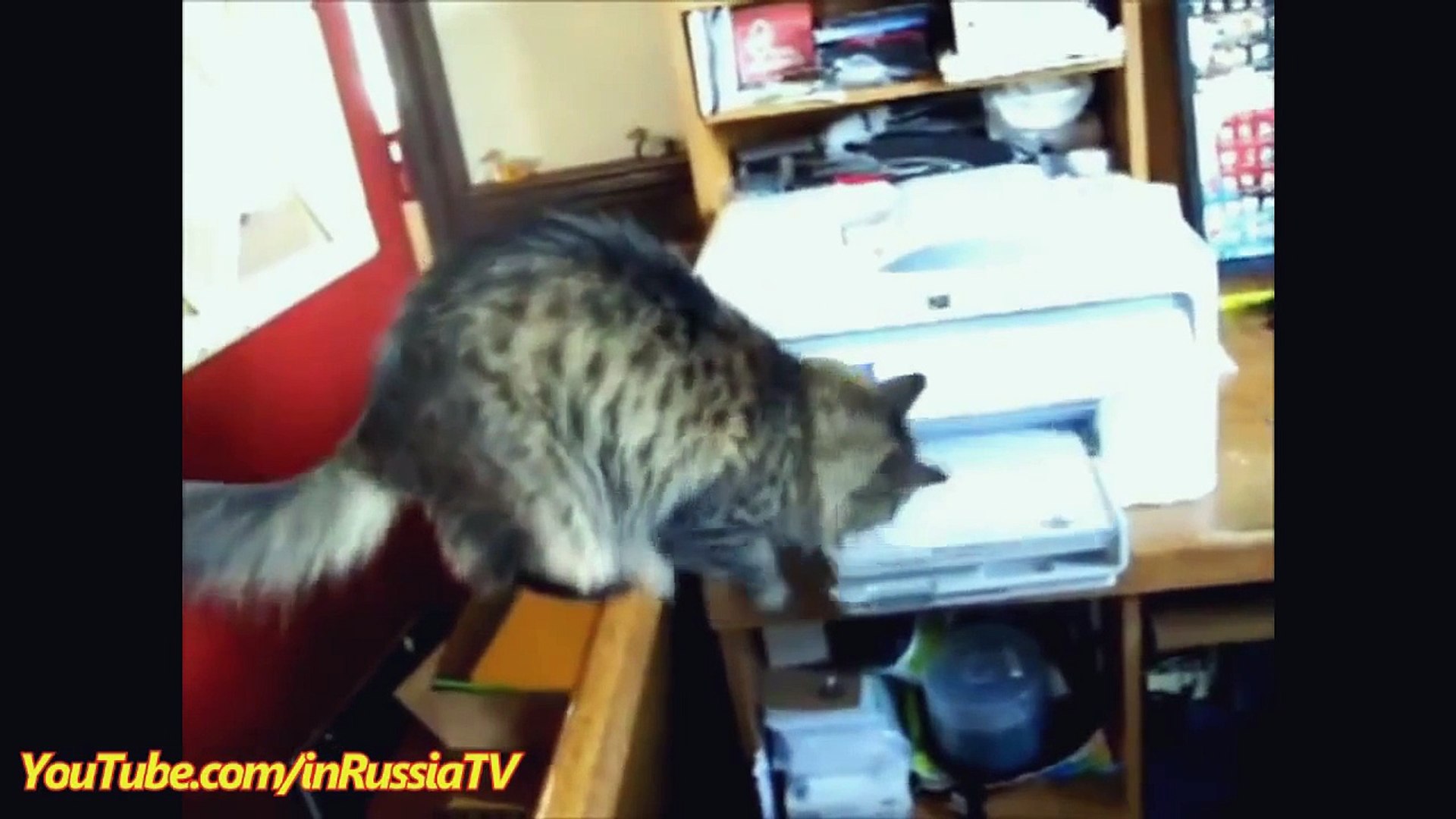 FUNNY VIDEOS: Funny Cats Funny Animals Funny Cats vs Printer Cats Funny Compilation