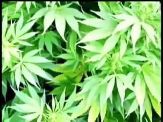 L'histoire du cannabis et ses bienfaits pour - Documentaire