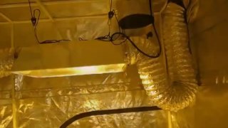 Hydroponics Grow Tents | Large Yields With Indoor Gardens