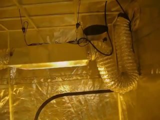 Hydroponics Grow Tents | Large Yields With Indoor Gardens