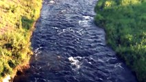 GIANT SALAMANDER EMERGES FROM RIVER IN JAPAN