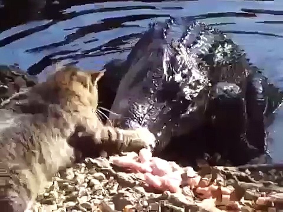 WOW! Very Brave Kitty !