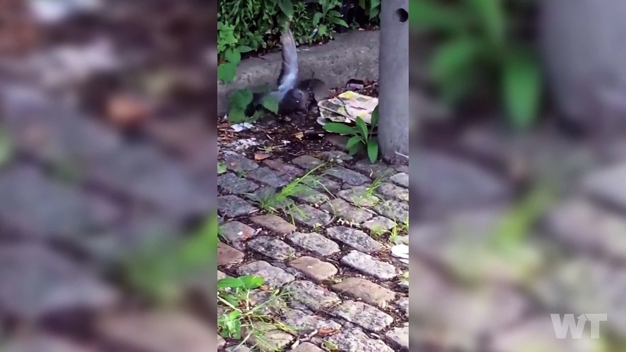 Rat ATTACKS a Pigeon In Brooklyn | What's Trending Now