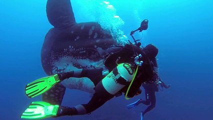 Divers dwarfed by an enormous sunfish