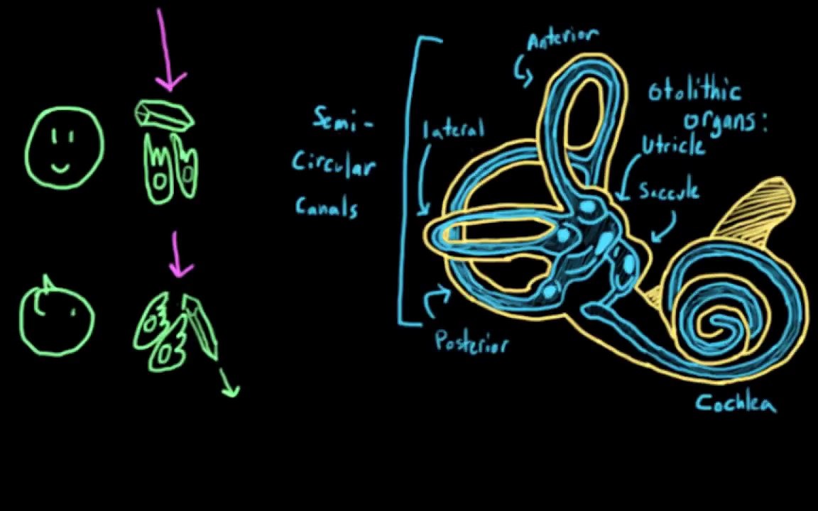 Hashimotos Causes Vestibular System Damage (Vertigo, Dizziness, Balance Problems)