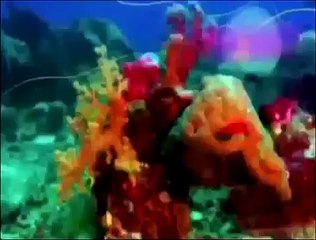 Zig & Sharko Cartoon 37 38