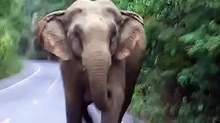 Elephant-attack-in-Khao-Yai-National-Park-R59Kqdgw-ko