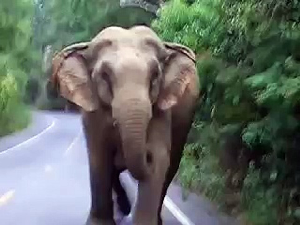 Elephant-attack-in-Khao-Yai-National-Park-R59Kqdgw-ko