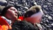 Baby Penguin Meets Human For First Time