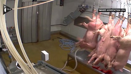 L’abattoir municipal d'Alès fermé après des images chocs