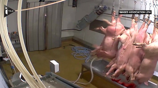 L’abattoir municipal d'Alès fermé après des images chocs